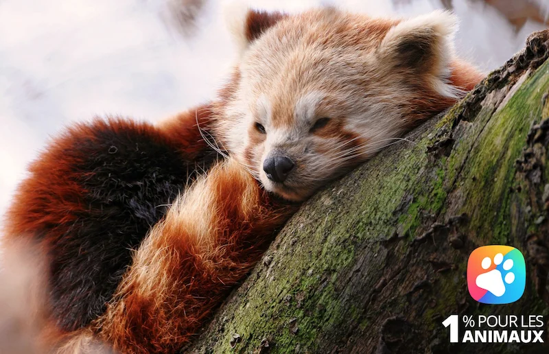 Labellisation 1% pour les animaux